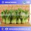 factory supplier commercial stainless steel vegetable washing machine