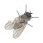 Effective fly management 1% azamethiphos Insects Killer