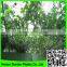 SUPER TRELLIS plant support ponics scrog & pond safety grid netting