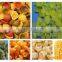 120kg fast food equipment Spiral, Shell Puffed health food machinery