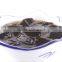 Canned Sweets - Grass Jelly