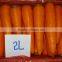 Good quality and beautiful carrot exporting overseas