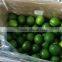 Viet Nam Seedless lime