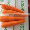 fresh carrots 2015 crop