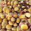 IQF Chestnuts Frozen Chestnut Kernel for sale
