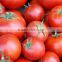 Fresh Tomato ( normal - cherry )