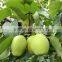 Year 2016 New Season Shandong Pears