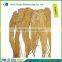 angelica sinensis root