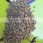 High quality and good price green arabica coffee beans