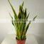 Guangzhou shengjie Artificial bonsai agave plant indoor decoration