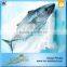 2016 Best Sale Frozen Sarda Sell Fresh Tuna Fish