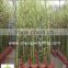 Bambusa ventricosa ( chinese bamboo )