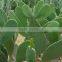 Caralluma Fimbriata Extract