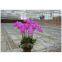 Seedbed mesh