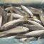 Frozen horse mackerel with small eyes; round scad