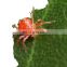 pest killer AcNPV + Bt kill leaf-feeding caterpillars