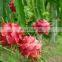 Good Quality Dragon Rruit With Competitve Price AT Market Viet Nam