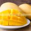 100% NATURAL FOR HEALTH  FRESH MANGO WITH GOOD QUALITY MADE IN VIET NAM