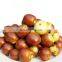High Quality IQF Winter Jujube