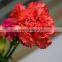 Fresh color Flame Orange cut fresh carnations