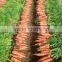 2014chinese fresh Carrot