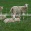 ISO9001:2008,SGS,BV certified galvanized field fence , cattle fence , farm fence