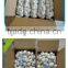 garlic of all packing