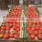 From Turkey Fresh Tomatoes