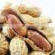 Supply Healthy Snack Roasted Salted Peanut kernels