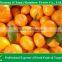 Fresh Nanfeng Honey Baby Mandarin Supplier From China