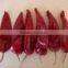 Chinese supplier wholesales export dried red chilli import from china