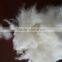 Chinese Best Quality of Dehaired Sheep Cashmere 20.5mic,40-50mm Raw White Color,substitute of Carbonized Wool