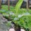 banana trees seedling