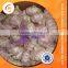 Chinese Fresh Normal Garlic 5.0 Cm 5.5cm
