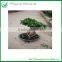 Natural Plants Ficus Ginseng Bonsai
