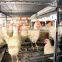 Hot Sale 3/4/5 Tiers chicken cage layer chicken cage/layer chicken cage for chicken farm for sri lanka