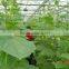 Greenhouse vegetables