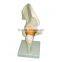 Vivid Human Body Anatomy Pelvic Bone Model
