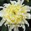 promotional jasmine flower price kenya flowers exporters single white chrysanthemum to friends