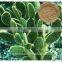 Caralluma Fimbriata Extract