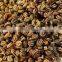 Celery Seed