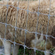 New Design Fixed Knot Woven Wire Goat&Sheep Fencing