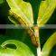 HaNPV + Bt  Pheromone traps attract cotton bollworm and exercise significant control