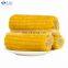 IQF Frozen Sweet Corn Whole Yellow Corn on the Cob