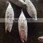 longline frozen skipjack tuna ( katsuwonus pelamis)