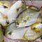 New Wholesale Seafood Whole Round Frozen Golden Pomfret/Pompano Fish