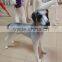 Fashion FRP lifelike animal dog mannequin