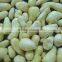 IQF frozen Garlic clovewith best quality and hot price