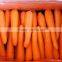 Fresh bulk carrot packing in carton for hot selling
