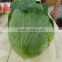 New crop cabbage price in China
